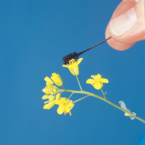 Pollination Wands, Pack of 12