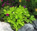 Golden Alexandria Strawberry - 4 Plants - Fragaria