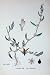 Botany Plants C1902 Ray'S Knot-Grass Polygonum Raii