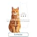PaperHouse Productions Red Tabby Cat Birthday Card