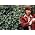 Vignette de Rhett Miller