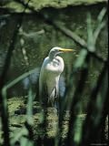 Close View of a Great Egret in the Audubon Park and Zoological Garden National Geographic Collection Photographic Poster Print, 12x16