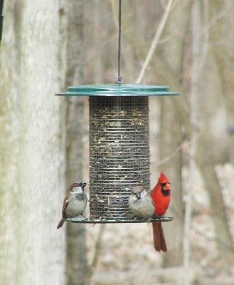 3 Quart Metal Feeder - Green