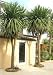 Cordyline australis 