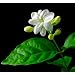 Arabian Tea Jasmine Plant - Maid of Orleans