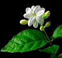 Jasmine Maid of Orleans Plant