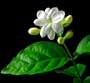 Jasmine Maid of Orleans Plant