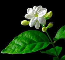 Jasmine Maid of Orleans Plant