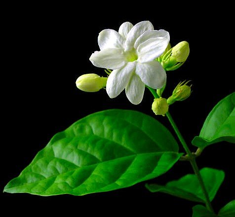 Hirt's Arabian Tea Jasmine Plant - Maid of Orleans - FRAGRANT