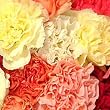 Send Fresh Cut Bulk Flowers - 200 Carnations Wholesale