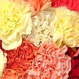 Send Fresh Cut Bulk Flowers - 200 Carnations Wholesale