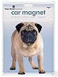 Large Fawn Pug Dog Car / Truck Magnet