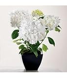 snowball hydrangea