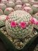 Mammillaria Rhodanta Cactus Plant