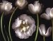 Tulip Garden Art Poster PRINT Pip Bloomfield 28x22