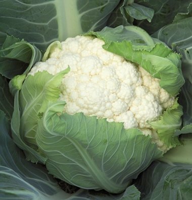 Cauliflower White Bishop F1 85 Seeds per Packet