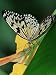 Idea Leuconoe Butterfly, Mariposario Del Drago, Icod De Los Vinos, Tenerife, Canary Islands, Spain Photographic Poster Print by Marco Simoni, 18x24