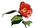 Camelia7 - 60