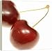 Kitchen & Housewares : Two cherries on stalks - 16 Inch Canvas Print (40 cm) by Science Photo Library