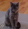 Purr-fect Paws Litter Mat