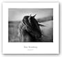 Fierce Grace by Tony Stromberg 24"x18" Art Print Poster