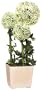 GKI Bethlehem Lighting 20-Inch White Alliums with LED Lights, Battery Operated