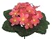 Artificial Silk African Violet Bush Hot Pink (Dozen)