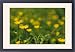 Framed Prints of Buttercup meadow from ClownFish Photo