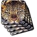 Wild animals - Leopard - Coasters