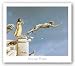Gargoyles by Michael Parkes 28.5"x23" Art Print Poster