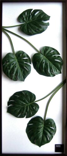 F-style リーフパネル・570x1375x30mm　Monstera deliciosa