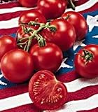 Fourth of July Hybrid Tomato 25 Seeds - Early Variety!