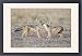 Framed Prints of SE-650 Black-backed Jackal - 16 week old pups grooming each other from Ardea Wildli