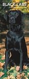 Labrador Retrievers, Black 2009 Slimline Calendar