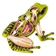 4D Vision Frog Anatomy Model