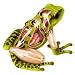 4D Vision Frog Anatomy Model