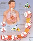 Gastroesophageal reflux disease Chart