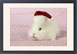 Framed Prints of JD-21573 RABBIT. White rabbit wearing christmas hat from Ardea Wildlife Pets