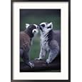 Lemur Catta (Ringtail Lemur) Photos To Go Collection Framed Photographic Poster Print by John Dominis, 21x29