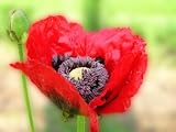 41I%2BMceSfTL. SL160  200 Oriental Poppy Seeds Beauty of Livermere Poppies