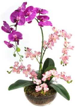Orchid Mix in Clay Planter