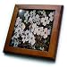 Dogwood Tree Flowers Oil Painting - 8x8 Framed Tile