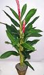 66" Deluxe Life Like Torch Ginger Plant