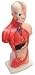 Hard-Plastic, Full-Color Human Male Torso, 10-1/2 tall, with 15 Pieces, Including Torso.