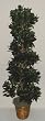 6' Silk Bayleaf Swirl Topiary Tree