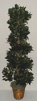 6' Silk Bayleaf Swirl Topiary Tree