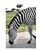 Bowing Zebra Emerging Artists Photographic Poster Print by Jason Gilmore, 8x10