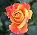 Edelrose 