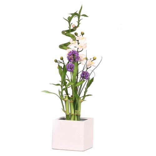 Eastern Leaf White Orchid Lucky Bamboo