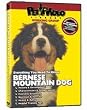 Bernese Mountain Dog DVD - Everything You Should Know About Your Dog